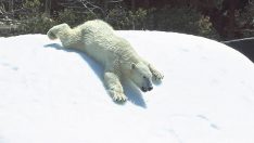 Amerika San Diego Hayvanat Bahçesi Canlı izle (Kutup Ayısı)