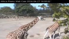 İrlanda Dublin Hayvanat Bahçesi (zürafa zebra) Canlı izle