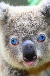 Amerika San Diego Hayvanat Bahçesi Canlı izle (Koala)