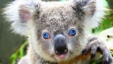 Amerika San Diego Hayvanat Bahçesi Canlı izle (Koala)