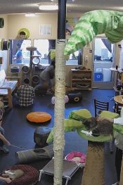 Kaliforniya San Diego Kedi Kafe Canlı izle